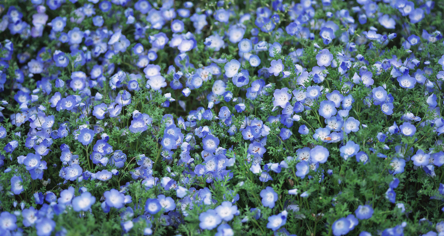 都市緑地サービス｜造園｜清掃管理｜庭木の剪定｜ひたちなか市