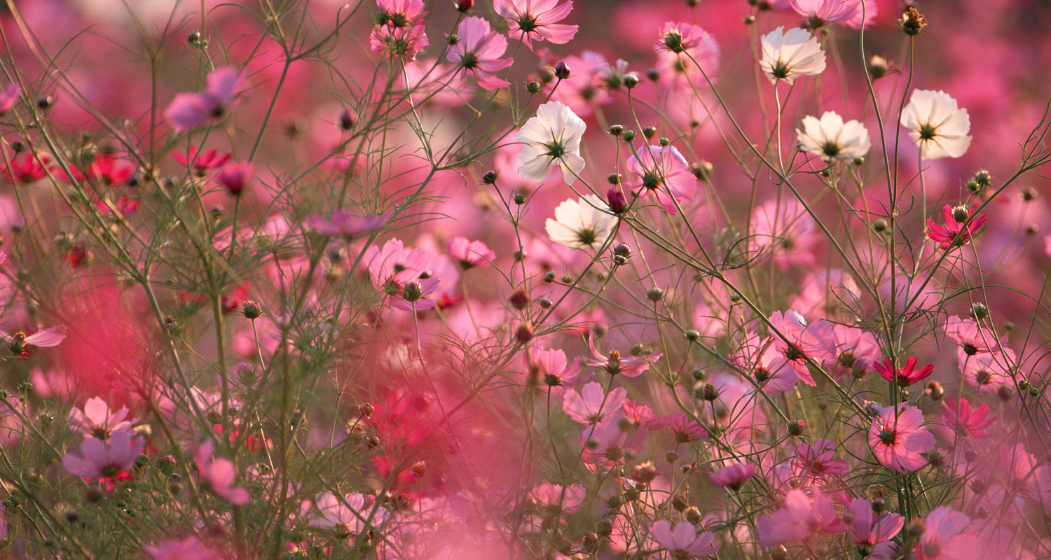 都市緑地サービス｜造園｜清掃管理｜庭木の剪定｜ひたちなか市