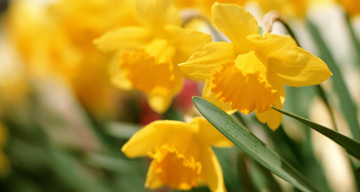 都市緑地サービス｜造園｜清掃管理｜庭木の剪定｜ひたちなか市