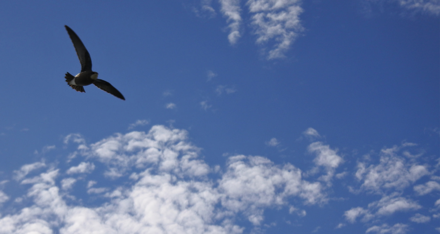 都市緑地サービス｜造園｜清掃管理｜庭木の剪定｜ひたちなか市