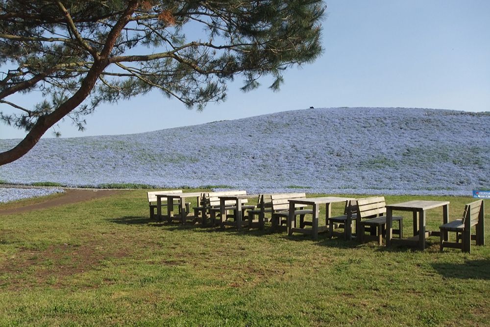 都市緑地サービス｜ひたち海浜公園