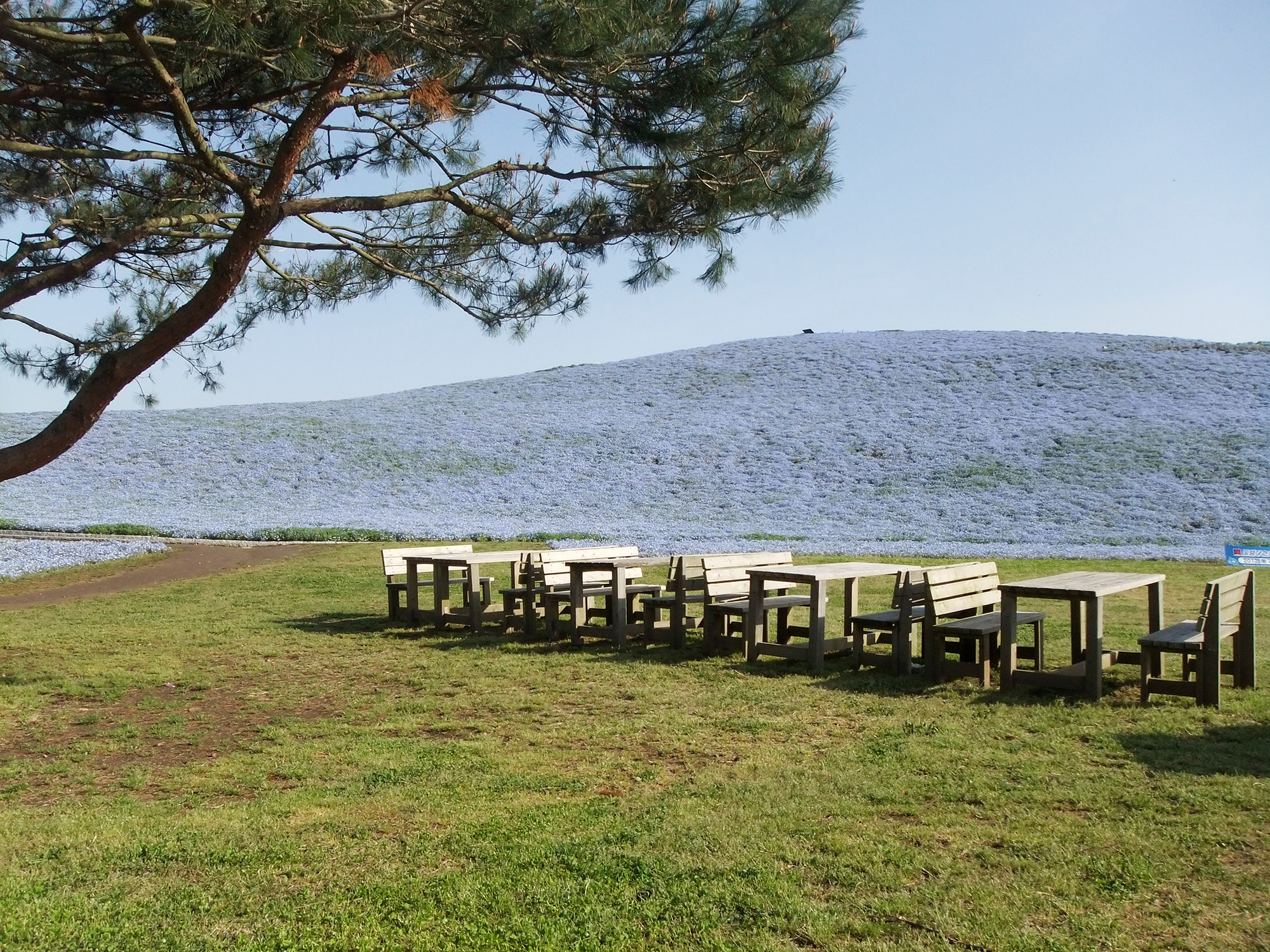 都市緑地サービス｜造園｜清掃管理｜庭木の剪定｜ひたちなか市