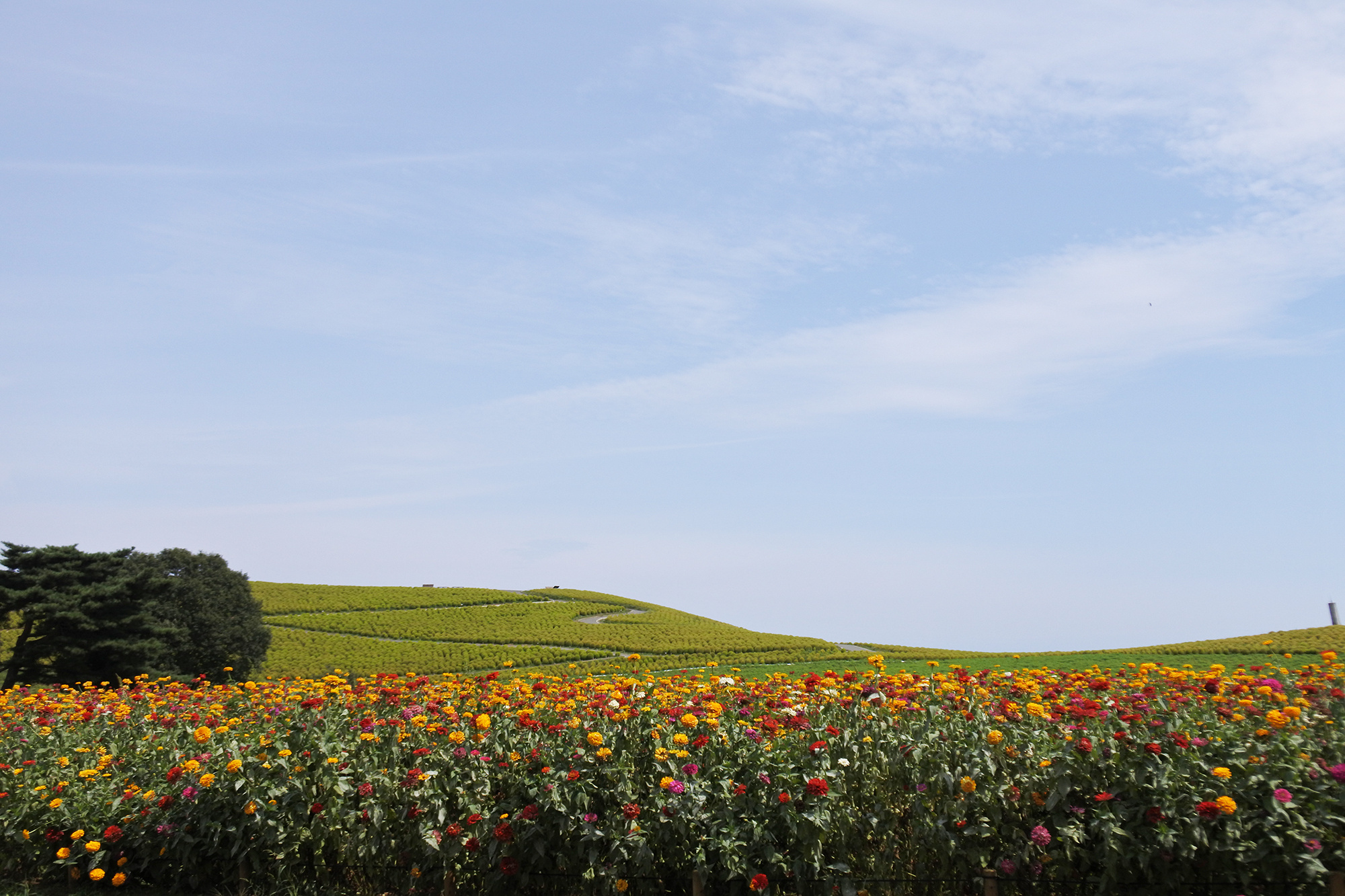 都市緑地サービス｜造園｜清掃管理｜庭木の剪定｜ひたちなか市