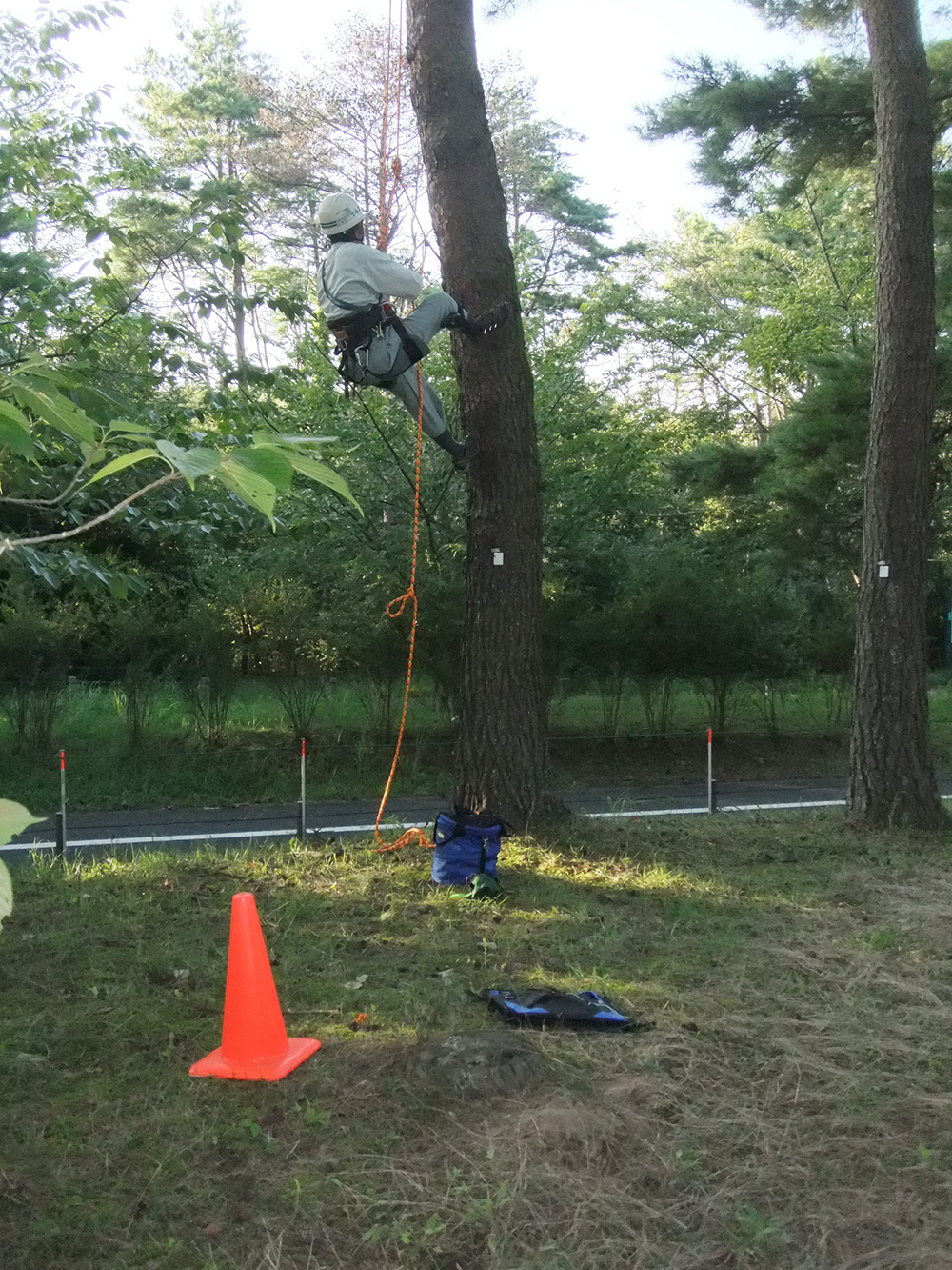 ツリークライミング｜都市緑地サービス