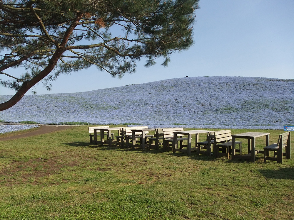 都市緑地サービス｜ひたち海浜公園｜維持管理